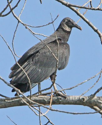 IMG_0134vul.jpg