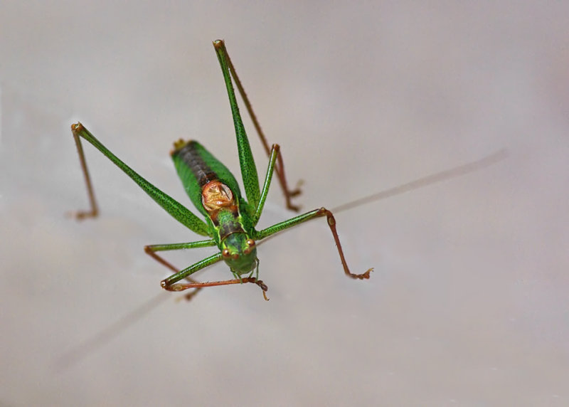 Grasshopper