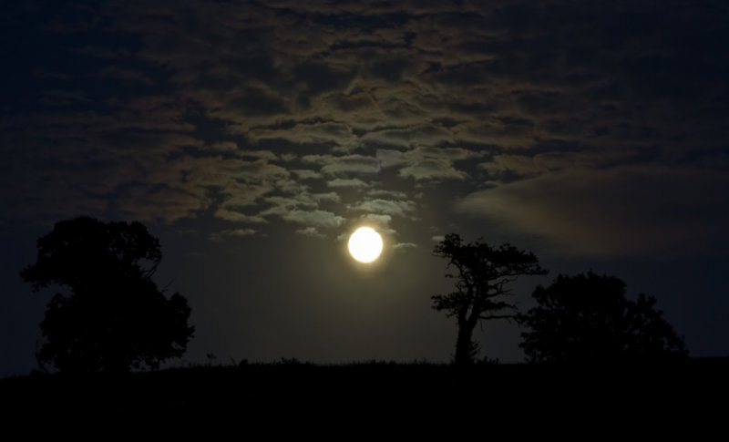 Moonshine and silhouette