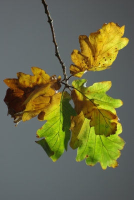 Backlit Oak leaves