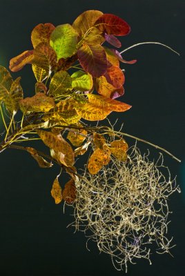 Cotinus