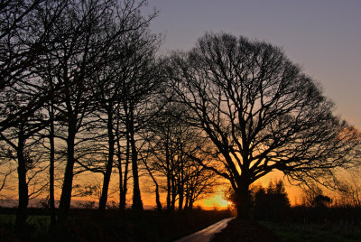 Sunrise and trees