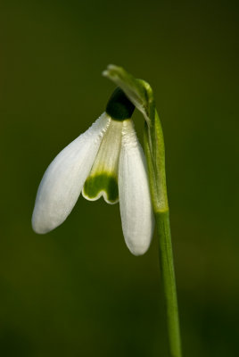 Snowdrop