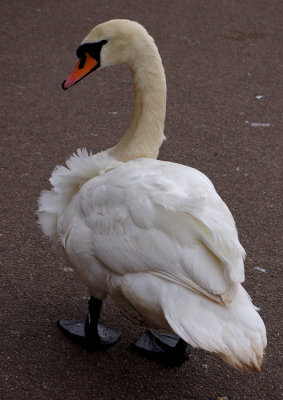 Ruffled Swan