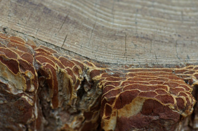 Tree stump detail