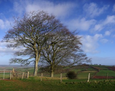 Raddon trees - Devon