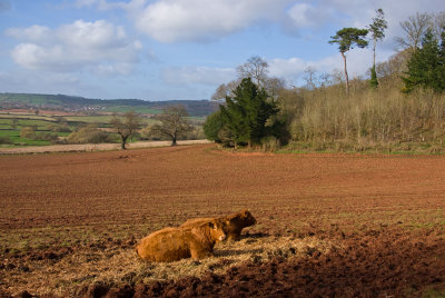Field in Killerton estate - Devon