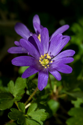 Anemone blanda