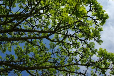 Overhead tree