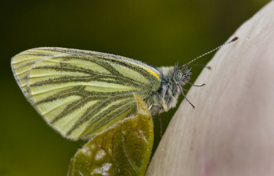 Green veined white