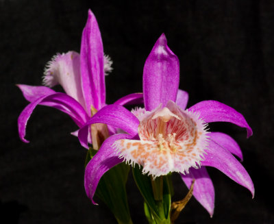 Orchid pleione