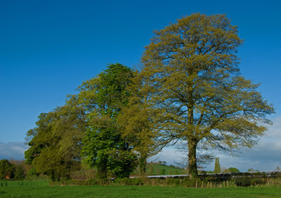 Bradninch trees - Devon