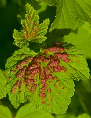 Currant plant leaves