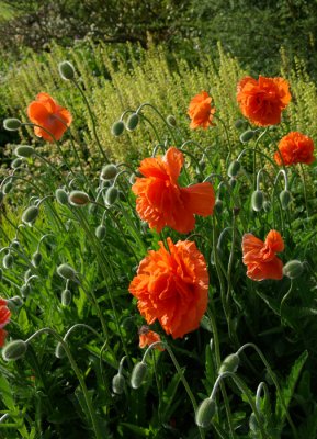 Poppies