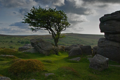 View2 - Dartmoor tree