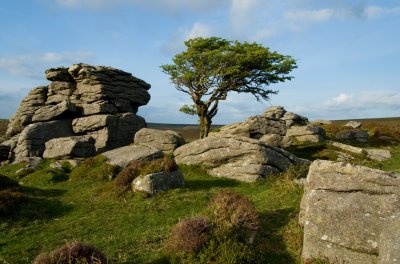 View1 - Dartmoor tree
