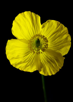 Yellow poppy