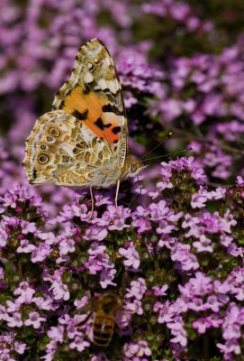 Painted lady at Fursdon