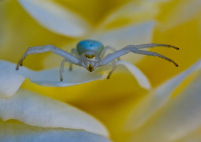 White spider on rose