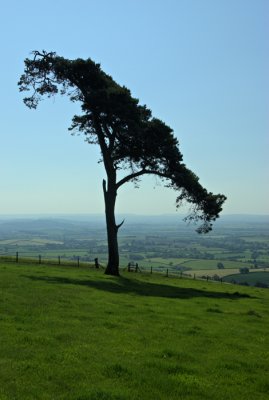 Tree on Raddon hill