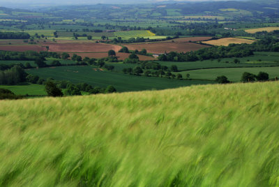 Wheet field on Raddon hill