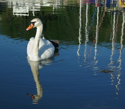 Swan at Seaton