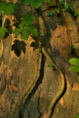 Tree Detail