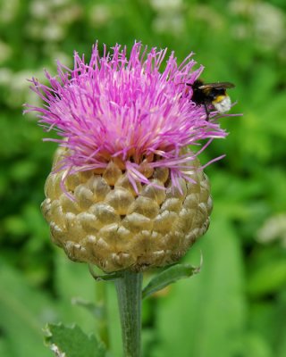 Bee on large thistle