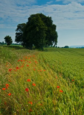 Poppies field near Bradninch - Devon