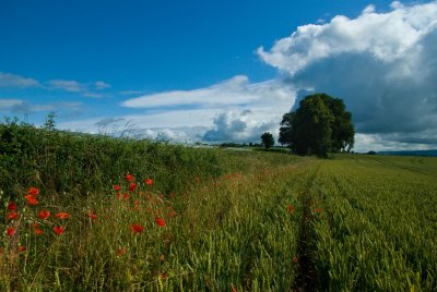 Poppies field near Bradninch - take 2 - Devon