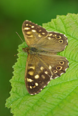 Speckled wood