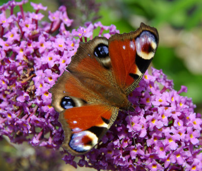 Peacock