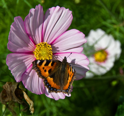 Tortoiseshell on  a Commos flower