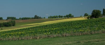 Late summer sunflowers