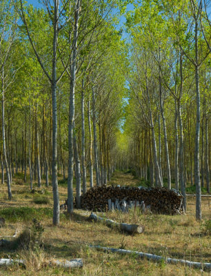 Woods near Escassefort
