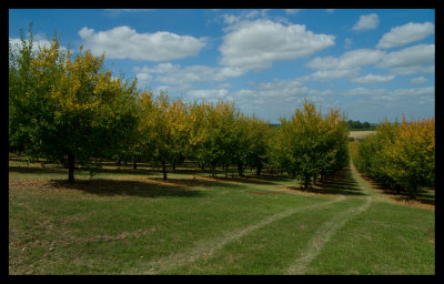 Plum orchard
