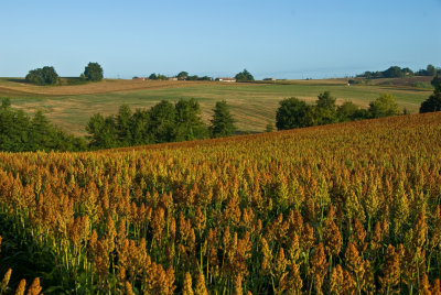 Fields near Lachapelle