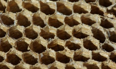 Wasps nest