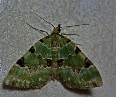 Moth - any idea's what is it?