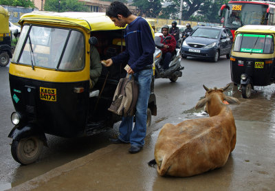 AutoRickshaw and Cow - Bengaluru