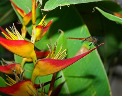 Dragon fly