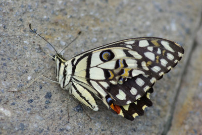 Indian Butterfly