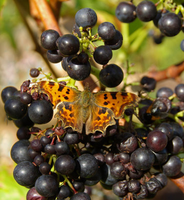 Comma  on grapes at Knighthayes ktichen garden