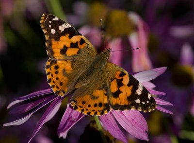 Painted lady