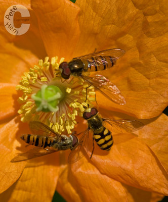 Hoverflies  on a Poppy