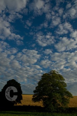 Clouds and trees - Bradninch
