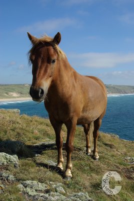 Wild pony on N Cornwall coast path