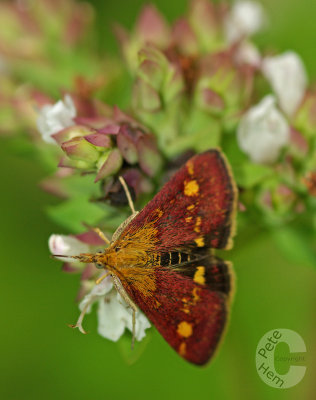 Pyrausta aurata