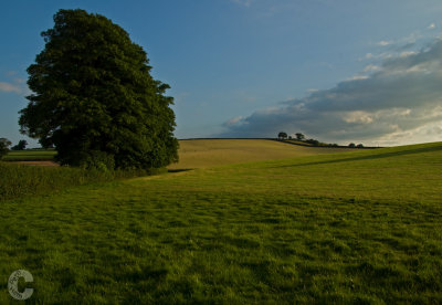 Bradninch fields