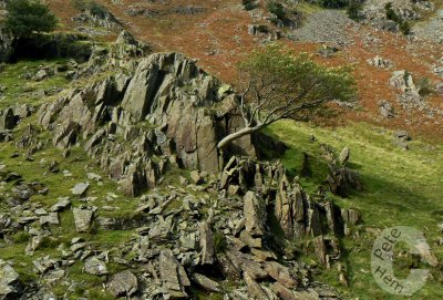 Tree rock